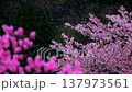 盛開的古老櫻花樹上，櫻花飄落（慢動作） 137973561