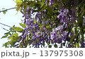 風に揺れる藤の花と蜜を集めるクマバチ 137975308