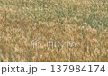 Golden wheat field swaying in the wind, creating a dense textured agricultural landscape during harvest season. 137984174