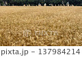 Golden wheat field swaying in the wind, creating a dense textured agricultural landscape during harvest season. 137984214
