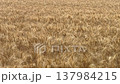 Golden wheat field swaying in the wind, creating a dense textured agricultural landscape during harvest season. 137984215
