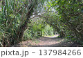 Dirt path arching under pandanus trees and tropical foliage leading through dense forest to the beach. 137984266