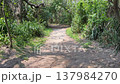 Dirt path arching under pandanus trees and tropical foliage leading through dense forest to the beach. 137984270