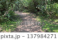 Dirt path arching under pandanus trees and tropical foliage leading through dense forest to the beach. 137984271