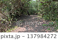 Dirt path arching under pandanus trees and tropical foliage leading through dense forest to the beach. 137984272