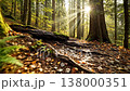 Sunlit forest path with mossy roots, golden rays piercing canopy, carpet of autumn leaves, exposed tree roots and damp soil, ferns and evergreen trunks, serene morning atmosphere ideal for hiker 138000351