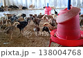 Chicken poultry farming Chicken poultry farming 138004768