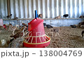Chicken poultry farming Chicken poultry farming 138004769