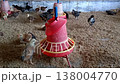 Chicken poultry farming Chicken poultry farming 138004770