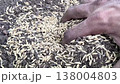 Mixing organic neem khali fertilizer and rice grains by hand before Sowing. Agriculture Farming business concept. Mixing organic neem khali fertilizer and rice grains by hand before Sowing. Agriculture Farming business concept. 138004803