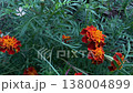 hybrid marigold flower ( Tagetes patula) hybrid marigold flower ( Tagetes patula) 138004899