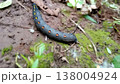 Theretra oldenlandiae caterpillar insect walking on ground Theretra oldenlandiae caterpillar insect walking on ground 138004924