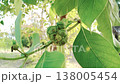 Morinda tinctoria plant in Indian jungle Morinda tinctoria plant in Indian jungle 138005454
