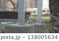 たくさんのスズメが撒かれた餌に集まる 138005634