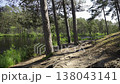 Forest lake with reflection in summer. Green grass on the shore and lilies in the water. Tall pines are reflected in the water. 138043141