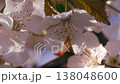 Spring. Blooming cherry trees. White flowers against a blue sky. 138048600