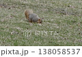 A squirrel stands on the grass, surveying its surroundings. 138058537