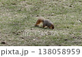 A close-up of a squirrel eating on the grass (wild animals in the park) 138058959