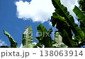 Green Banana leaves moving with sky background 138063914