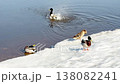 Mallard ducks bathing near snowy riverbank in spring 4K 138082241