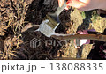 spring whitewashing of garden fruit trees. a woman paints a tree seedling white. tree and hand with brush close-up. vertical video. 138088335