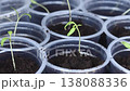 seedlings in plastic cups. close-up. a woman adjusts the soil in the cups using a small shovel. close-up. 138088336