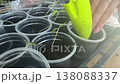 seedlings in plastic cups. a woman adds soil to the cups. shot from above, backlit. close-up. 138088337