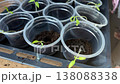 seedlings in plastic cups. a woman adds soil to the cups. shot from above. close-up. 138088338