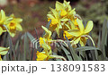 Early spring flower, yellow narcissus. Primroses. Narcissus poeticus. 138091583