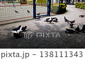 A flock of pigeons pecking at food on the ground in the park. 138111343
