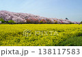 [Saitama Prefecture, Satte City] Satte Gongendo Park in Spring: A natural landscape of cherry blossoms in full bloom and rapeseed flowers. 138117583
