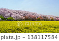 [Saitama Prefecture, Satte City] Satte Gongendo Park in Spring: A natural landscape of cherry blossoms in full bloom and rapeseed flowers. 138117584