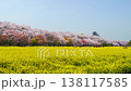 [Saitama Prefecture, Satte City] Satte Cherry Blossom Festival: Scenery of cherry blossoms and rapeseed flowers at Gongendo Park (pan left) 138117585