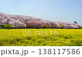 [Saitama Prefecture, Satte City] Satte Cherry Blossom Festival: Scenery of cherry blossoms and rapeseed flowers at Gongendo Park (fix) 138117586
