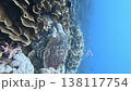 Scuba diving: Turtles eating coral 138117754