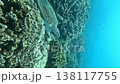 Scuba diving: Turtles eating coral 138117755