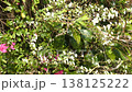 Spiraea and azalea blossoms swaying in the spring sunlight 138125222
