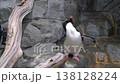 A flightless penguin standing on a rocky ledge with its wings outstretched and head tilted back in a zoo enclosure. Natural habitat recreation with rocks and driftwood. Detailed close-up view. 138128224