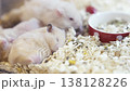 Adorable syrian hamsters resting in a pet shop enclosure. One cream-colored baby hamster is sleeping soundly on wood chip bedding near a red food bowl. Soft focus close up of domestic small rodents. 138128226