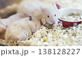 Adorable Syrian hamsters in a clean cage. One hamster sleeps peacefully on wood shaving bedding while another eats from a red polka dot food bowl. Perfect for pet care and animal shop themes. 138128227