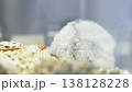 Close-up of a fluffy grey and white hamster yawning with its mouth wide open, showing teeth. The small rodent is resting on soft wood shavings in its cage. Cute pet lifestyle concept. 138128228