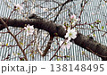 Close-up of the cherry blossoms on the tree are beautiful and fragrant flowers. 138148495