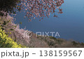 共同主演的櫻花，油菜花和藍天 138159567