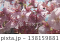 櫻花盛開 138159881