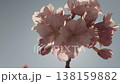 盛開的櫻花與陽光－宛如電影畫面 138159882