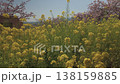 美麗的油菜花田和櫻花 138159885