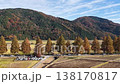 Aerial view of a row of metasequoia trees with their autumn foliage. 138170817