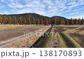 Aerial view of a row of metasequoia trees with their autumn foliage. 138170893