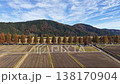 Aerial view of the Metasequoia tree-lined avenue in autumn 138170904