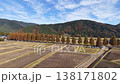 Aerial view of a row of metasequoia trees with their autumn foliage. 138171802